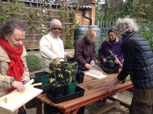 BMCG Seniors' gardening club. May 2015